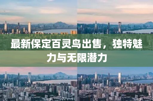 最新保定百靈鳥出售，獨(dú)特魅力與無限潛力
