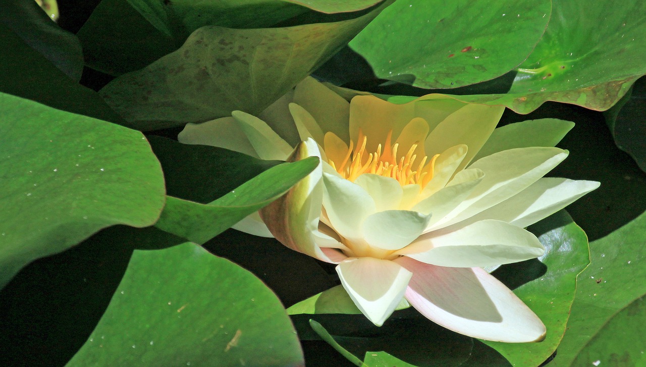 江門瓏湖灣未來繁華啟幕，最新動態(tài)揭示未來發(fā)展新篇章