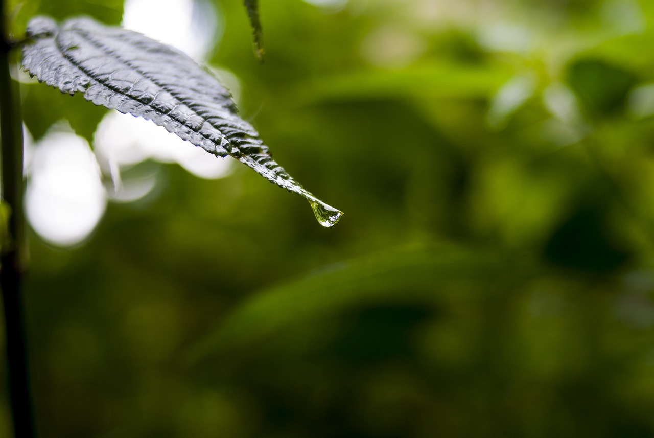 依生生物最新股票動(dòng)態(tài)全面解析，最新消息與全面解讀