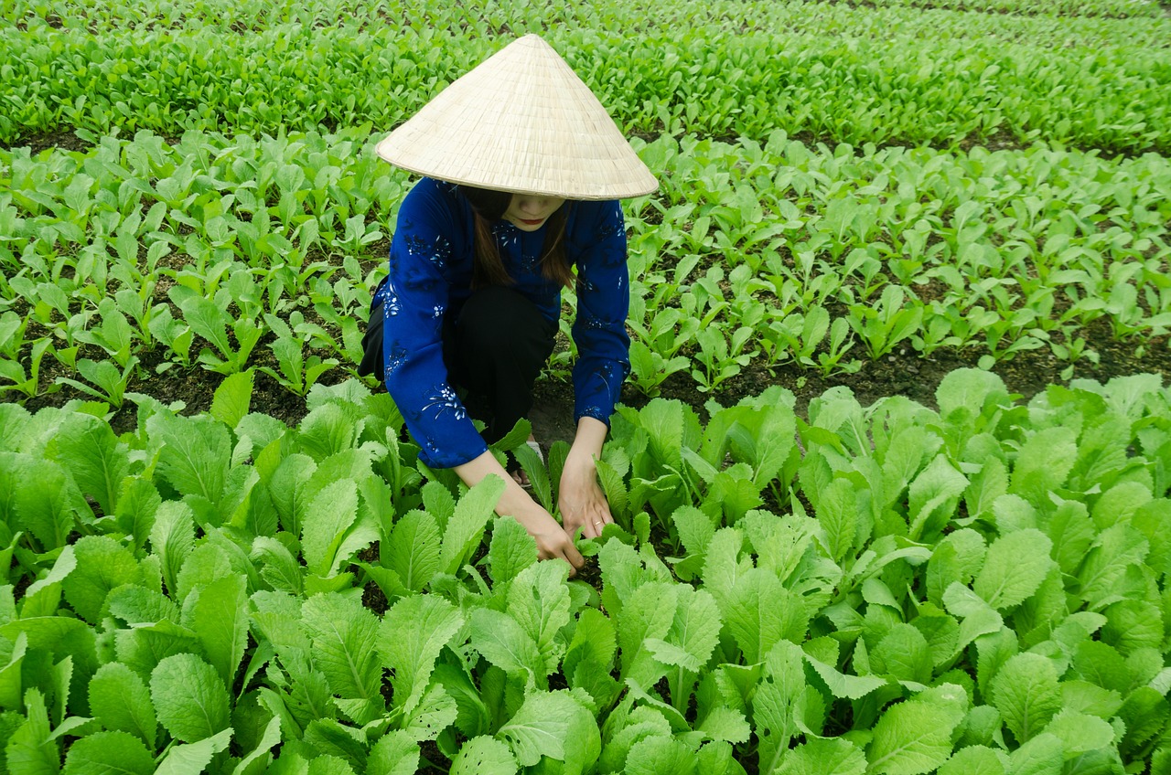 三亞海坡村最新概覽，最新發(fā)展動(dòng)態(tài)與現(xiàn)狀解析