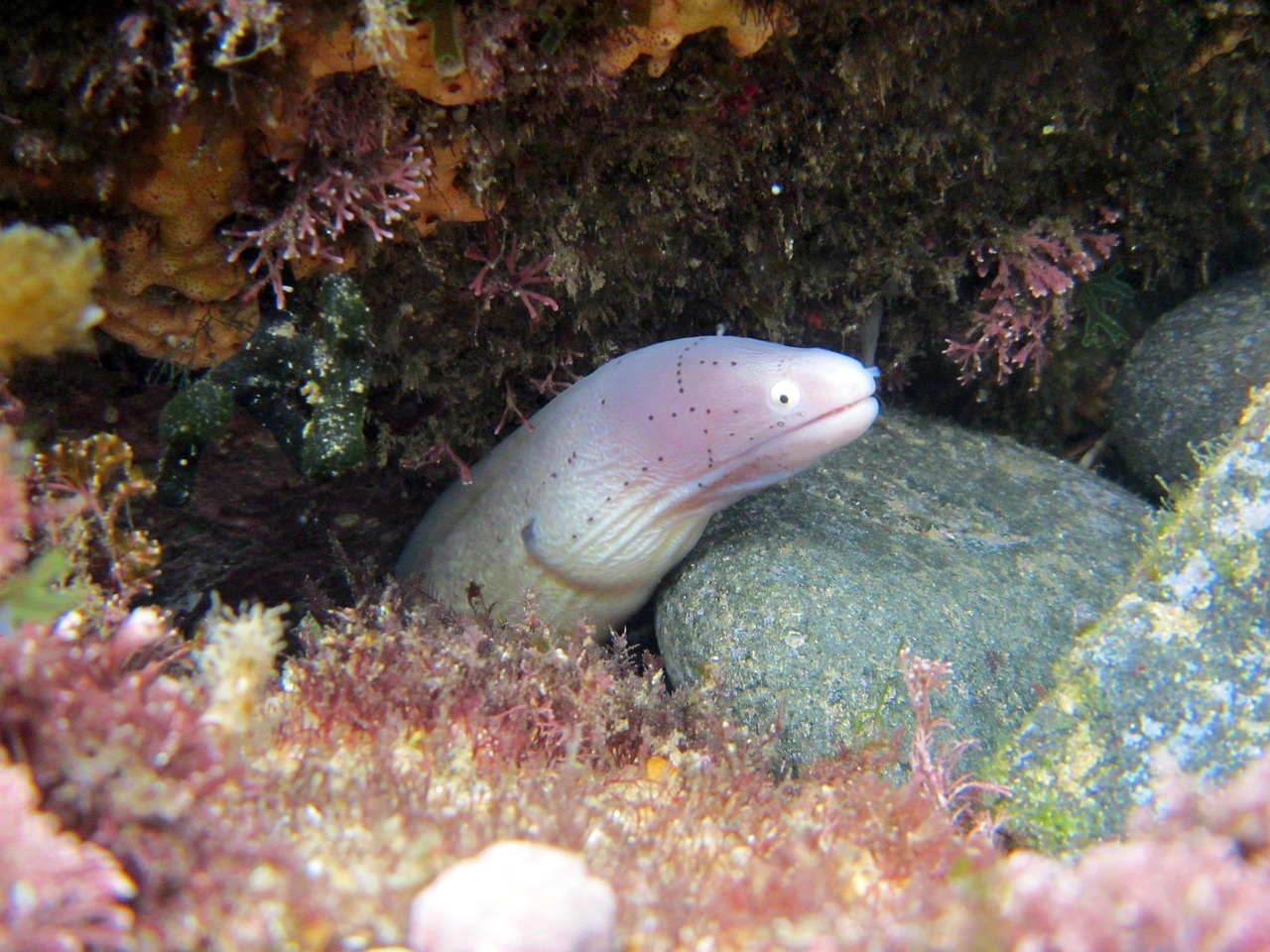 探索海洋霸權(quán)，最新360海島奇兵下載指南