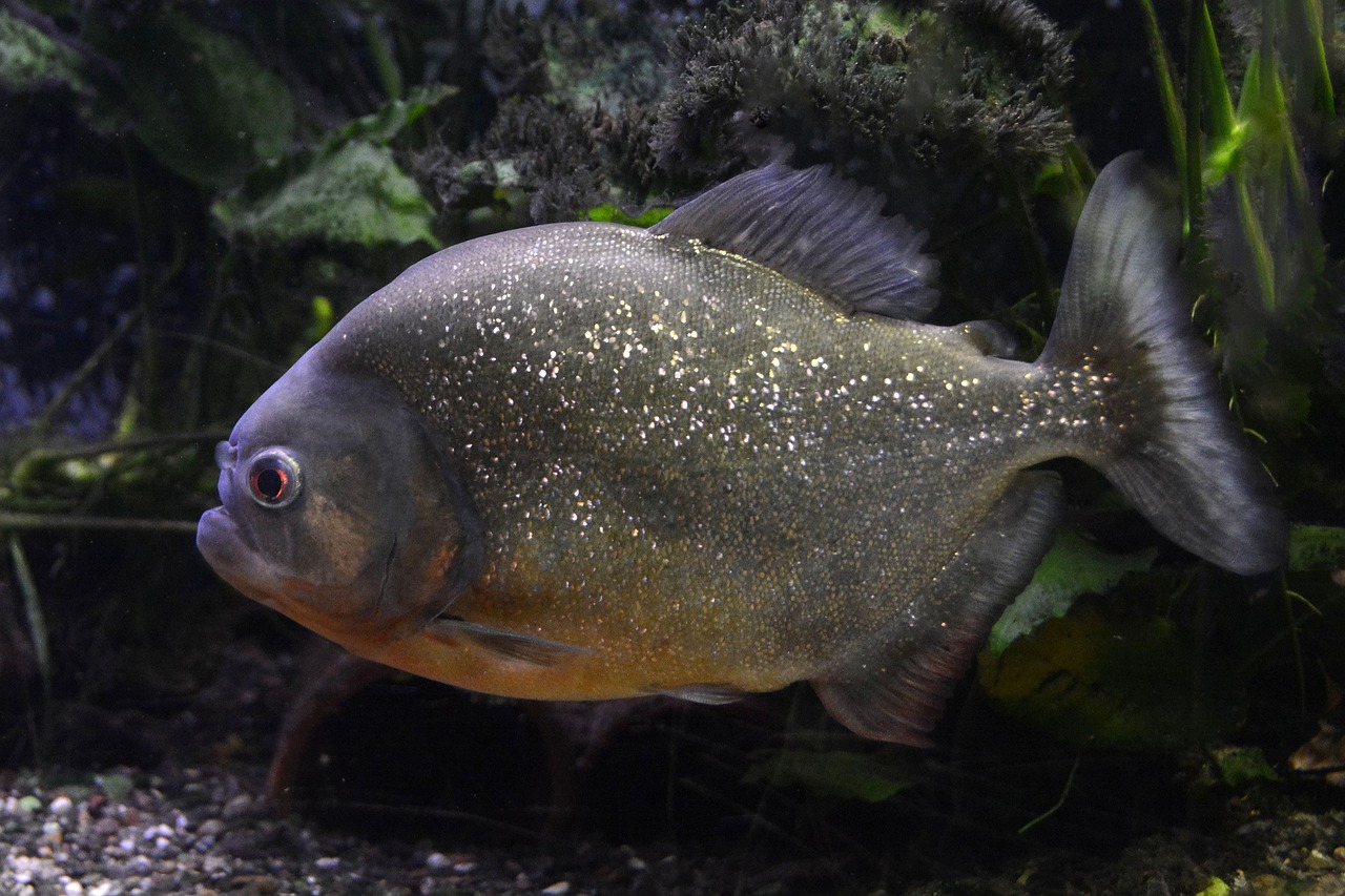 魚(yú)魚(yú)農(nóng)牧場(chǎng)助手最新版，智能化農(nóng)業(yè)管理的得力助手揭秘