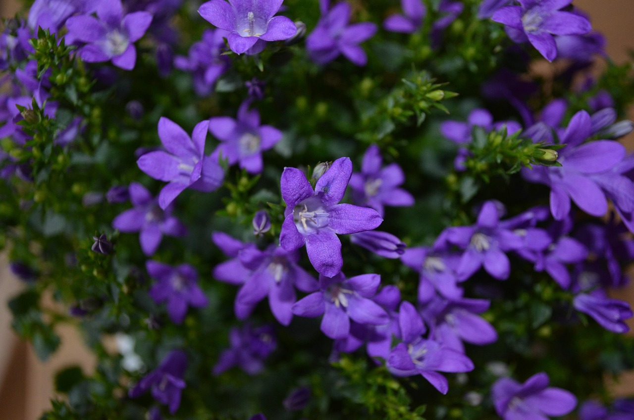 燕郊四季花都最新動(dòng)態(tài)，城市未來之花綻放，花朵與都市共成長(zhǎng)