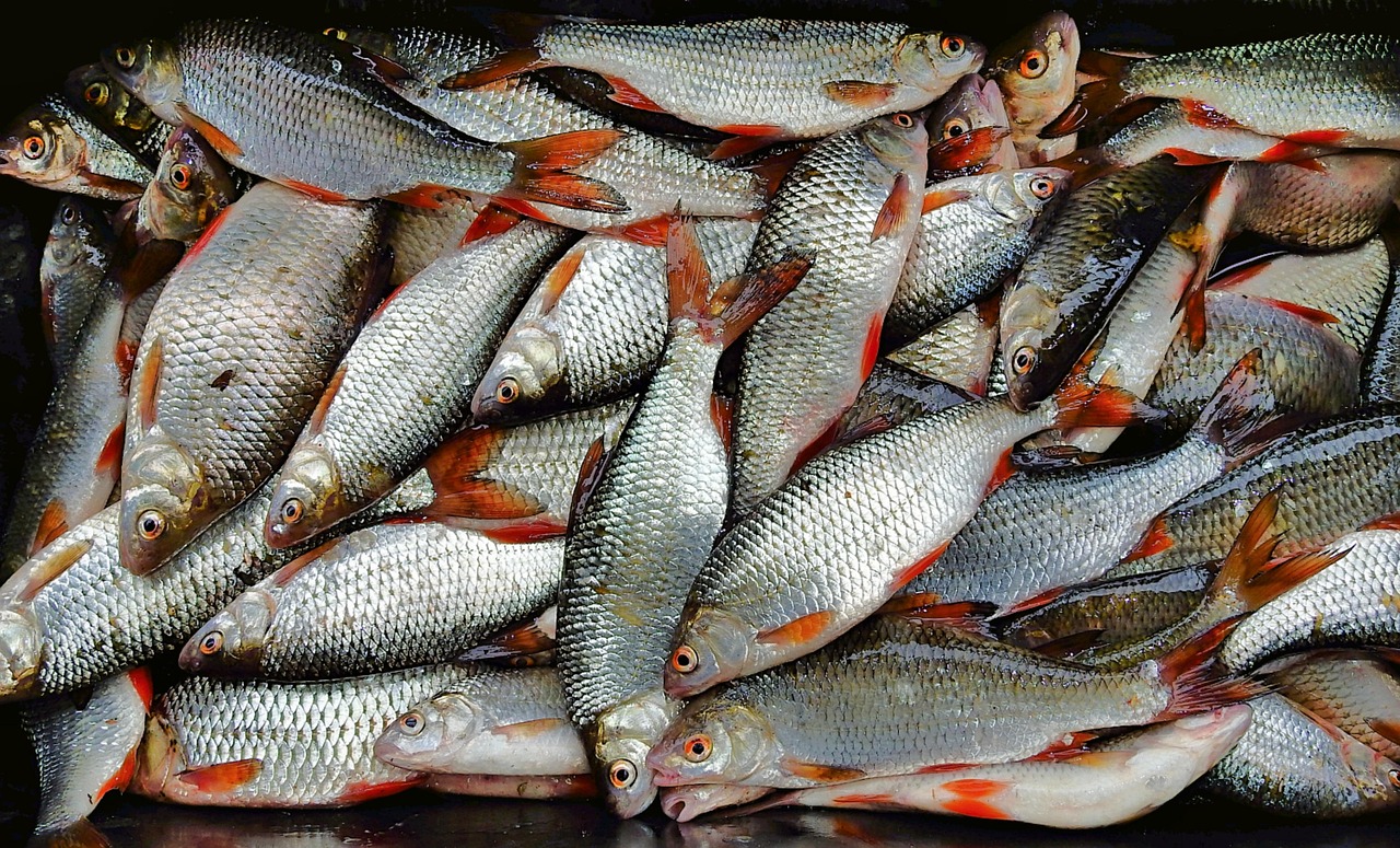浦魚達(dá)人最新版本下載，全新功能與特色體驗(yàn)
