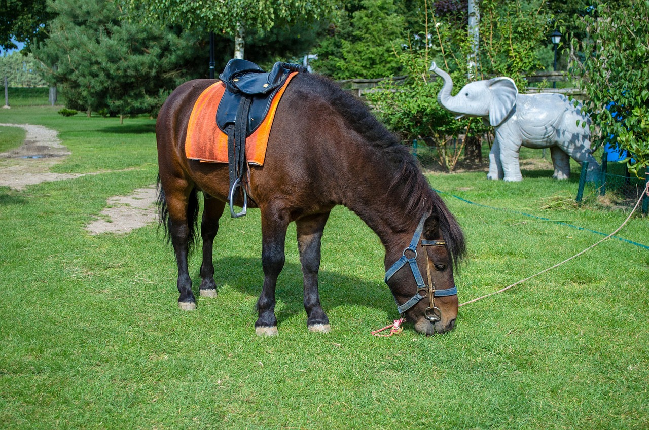 深圳野生動物園游玩攻略，最新整理指南