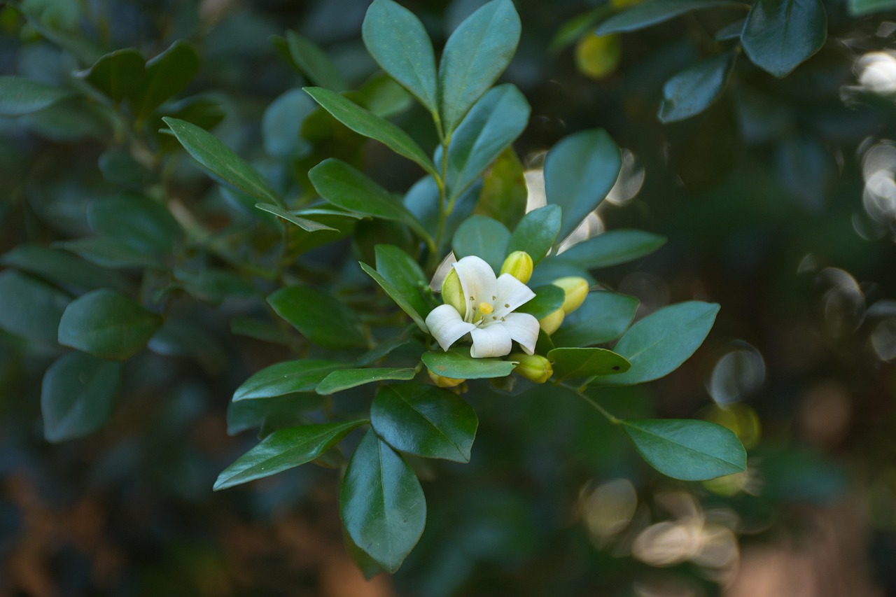 中醫(yī)藥法最新動態(tài)，邁向現(xiàn)代化與規(guī)范化的新征程